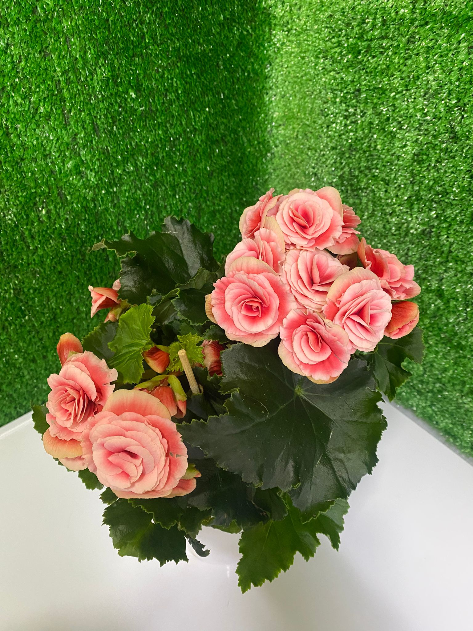 Somon Begonya (Canlı Saksı Çiçeği)